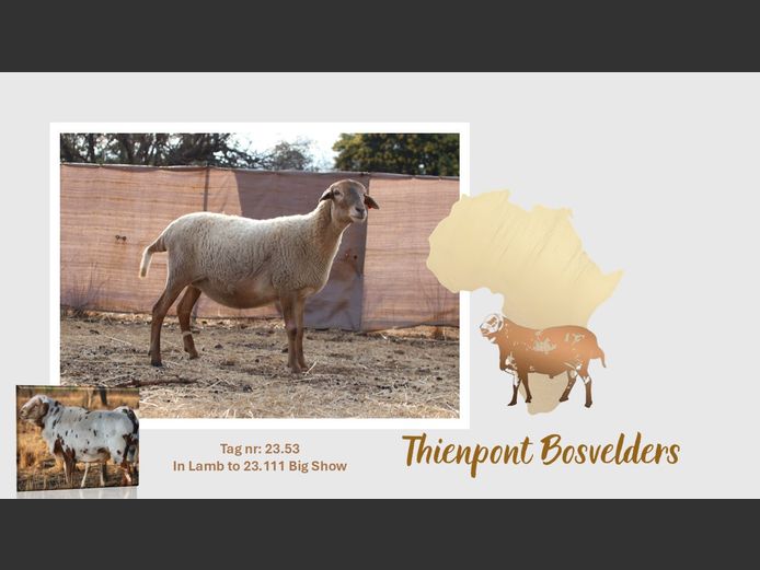 23.53 | THIENPONT BOSVELDERS