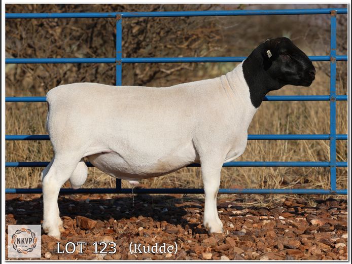 2052 24 0188 | MNR. LOUIS VAN RENSBURG,