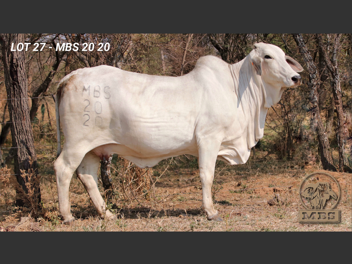 MBS2020 | MBS BRAHMANE