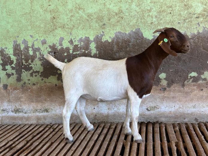 24319 | Biggs Boer Goats
