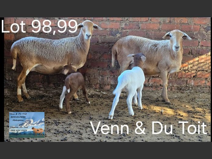 23/52 | VENN & DU TOIT BOSVELDERS