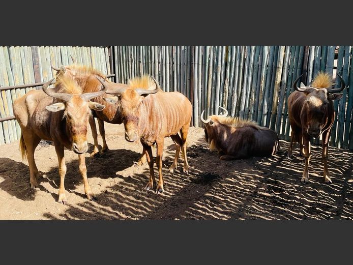 Goue Wildebees Koeie