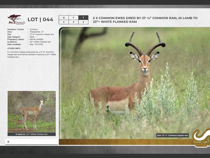 Impala - Common | Pamale Game Breeders