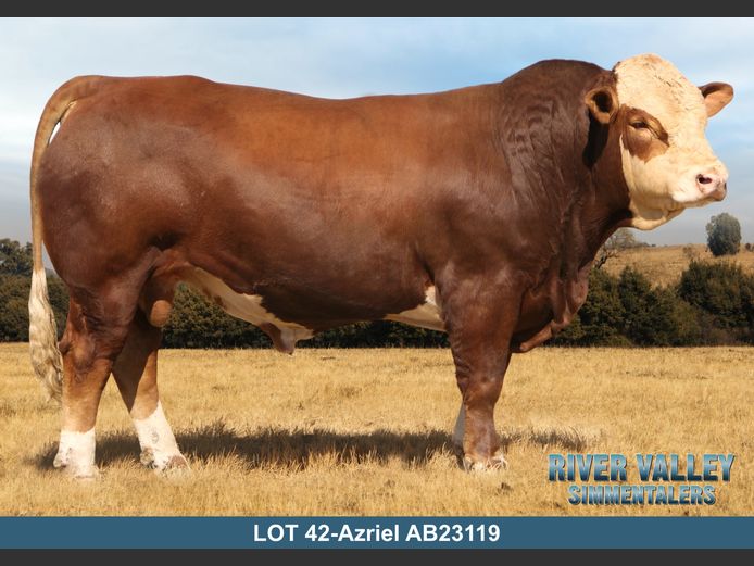 AB23119 | PA ABRAHAMSE