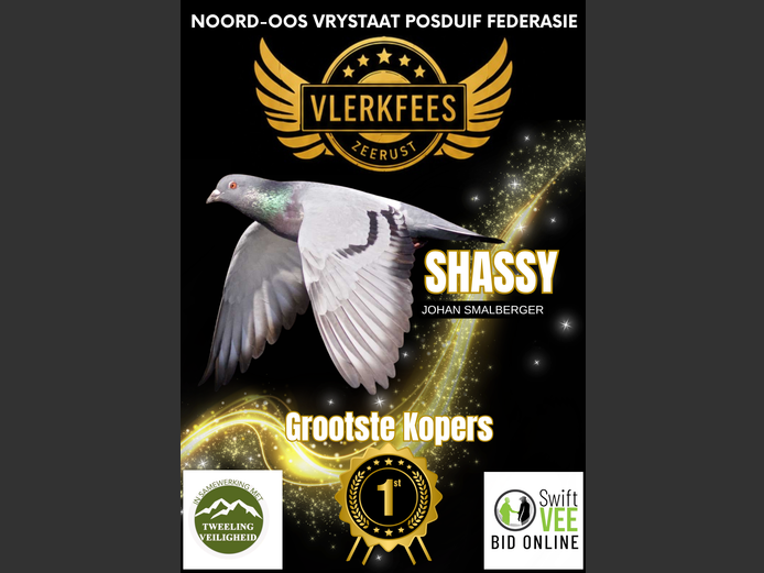 SHASSY | JOHAN SMALBERGER