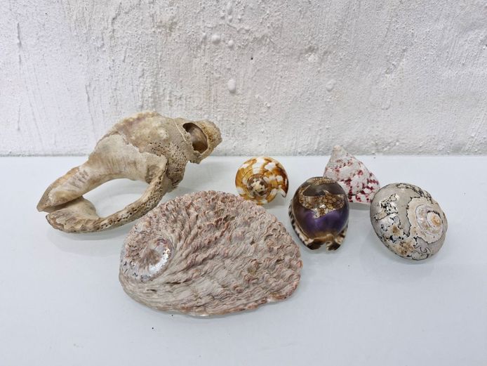 Collection of Six Assorted Natural Sea Shells