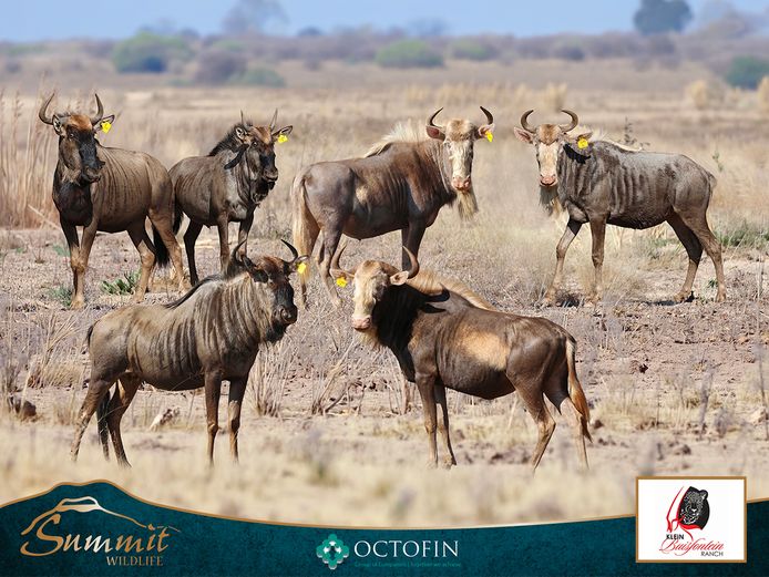 KING WILDEBEEST STARTER PACK