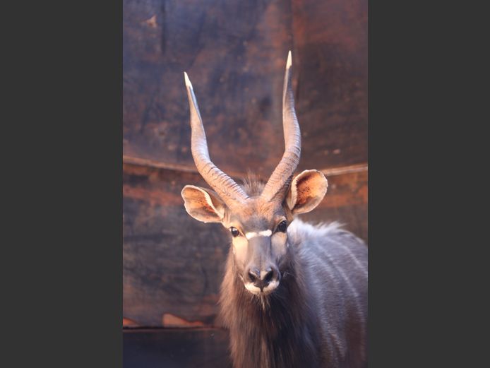 NJALA BUL