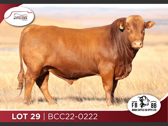 BCC22 - 222