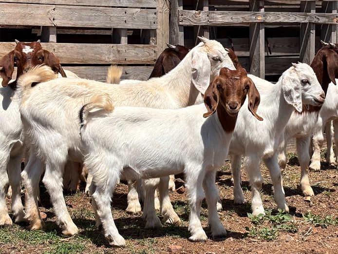 Boergoat Maiden Ewe Kids