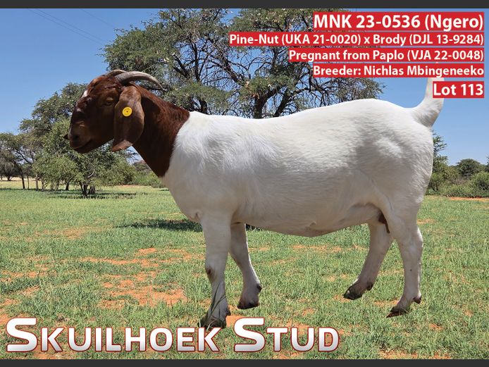 MNK 23-0536 (Ngero) | NICHLAS MBINGENEEKO