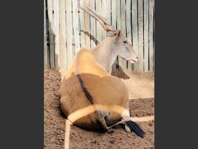 Eland Bul