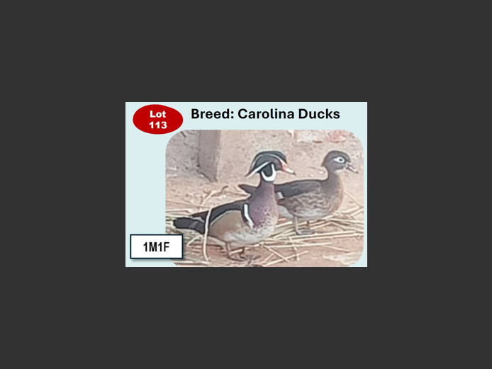 CAROLINA DUCKS | ANNUAL MYTILUS AND ELOFF