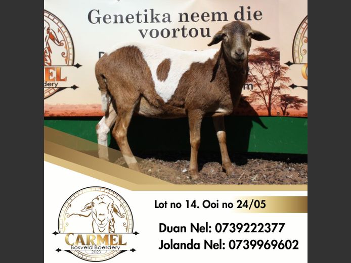 24/05 | CARMEL BOSVELD BOERDERY