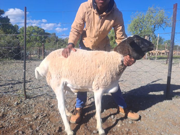 1 persian sheep - 2026 | Rostrata