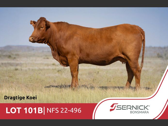 NFS 220496 | SERNICK BONSMARA STOET