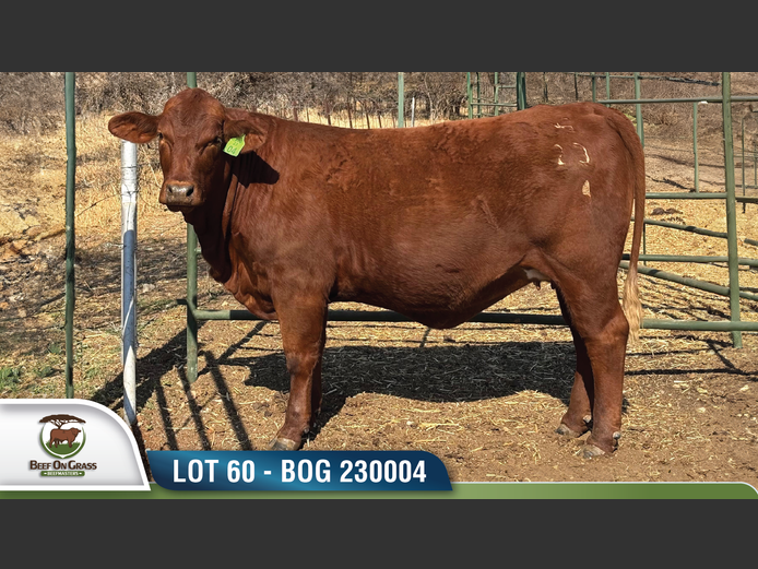 BOG 230004 | BEEF ON GRASS