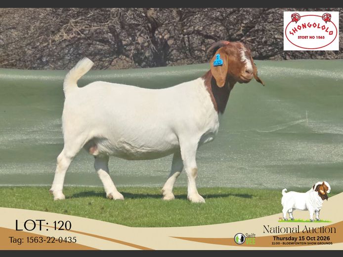 1563-25-0435 | Shongololo Boerbok stoet
