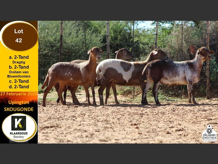 CP 42D | Chris Potgieter & Christia Scholtz - Klaargoud Boerdery