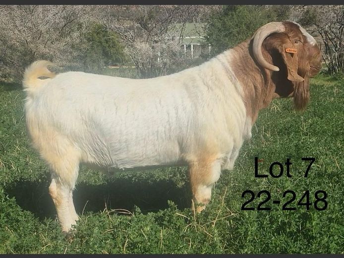 220248 | DIRK LOTTER - 0661109