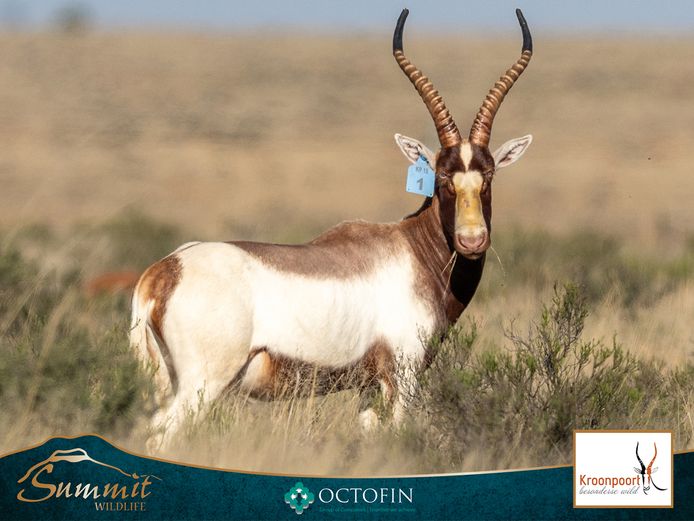 18 4/8" SADDLEBACK BLESBOK RAM "MAKHULU"
