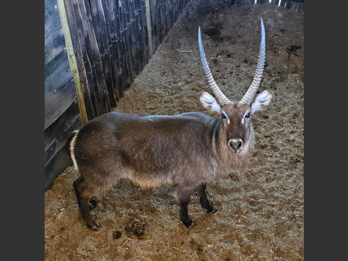 WATERBUCK | DAGBREEK
