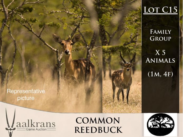 Common Reedbuck