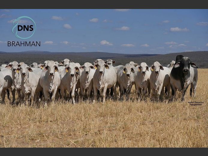Commercial Animals | DNS BRAHMAN
