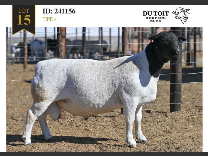 241156 | DU TOIT DORPERS
