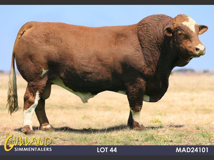MAD24101 | MG DE JAGER