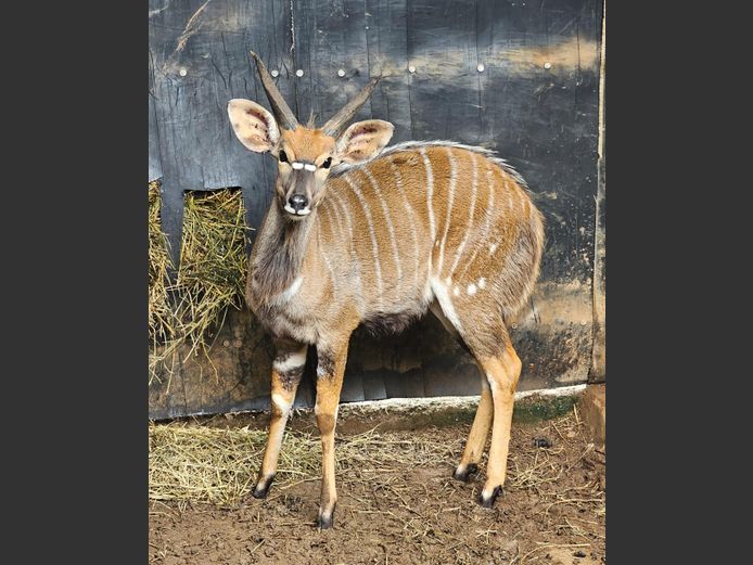NYALA | BIRKEN VERVOER