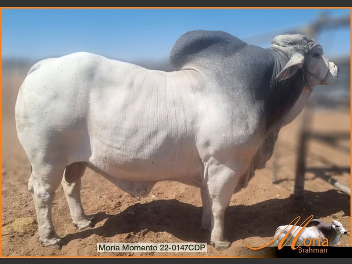 22-0147CDP | MORIA BRAHMAN