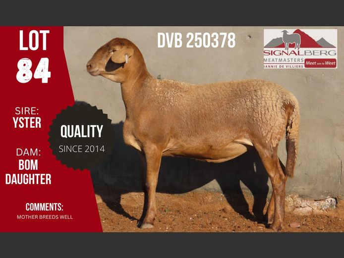 DVB 250378 | SIGNALBERG MEATMASTERS