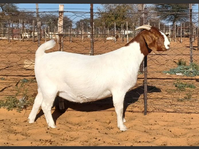 554250016 | WITSAND BOERBOKSTOET
