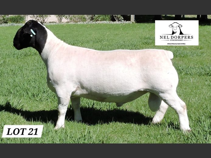 860-24-133 | NEL DORPERS 