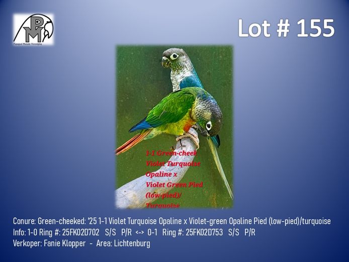 1-1 '25 Conure: Green-cheeked: Violet Turquoise Opaline x Violet-green Opaline Pied (low-pied)/turquoise - Fanie Klopper