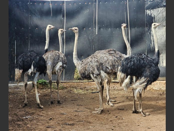 OSTRICHES | HELICON