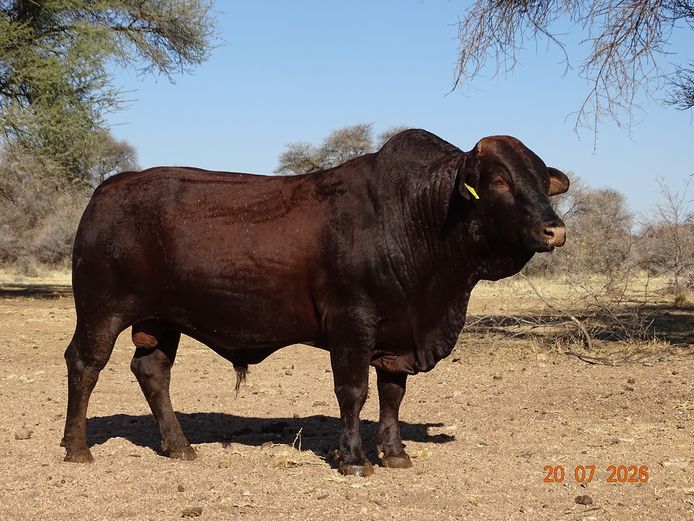 22-0098BS | MORINGA SANTA GERTUDIS STUD