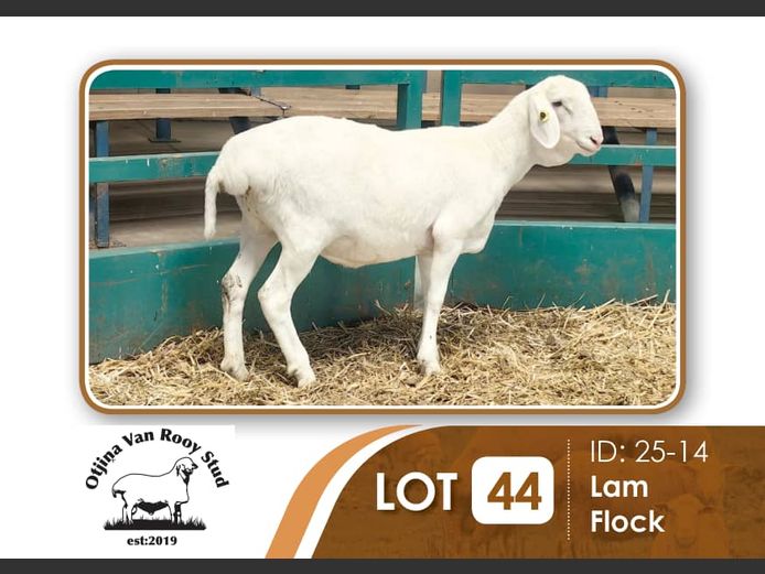 25-014 | BILLY KAZONGANGA