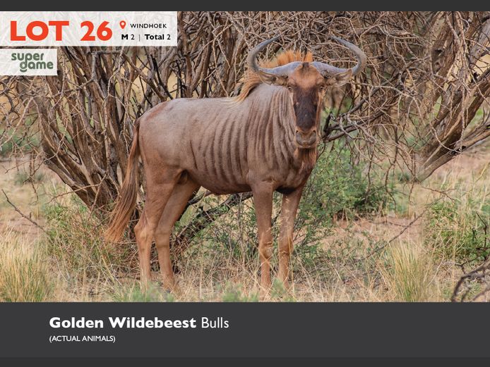 Golden Wildebeest Bulls | Super Game