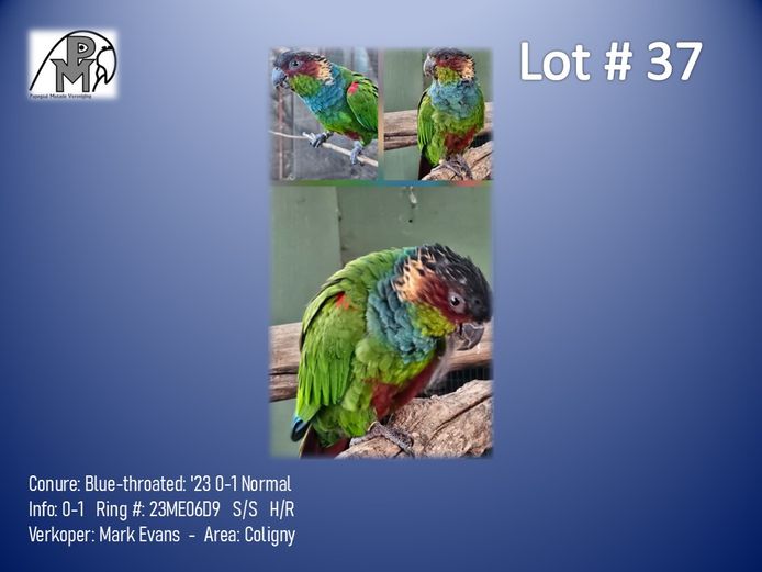 0-1 '23 Conure: Blue-throated: Normal - Mark Evans