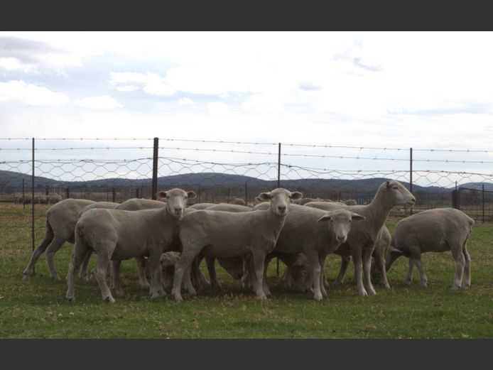 Commercial Animals | Thaba Kwena Dormers