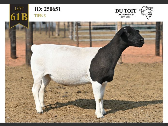 250651 | DU TOIT DORPERS