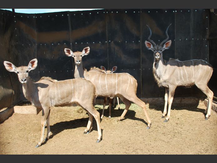 KUDU | MABALINGWE