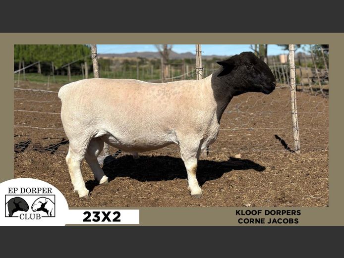 23X2  |  CORNE JACOBS - KLOOF DORPERS