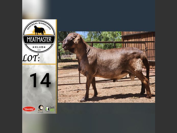 Ram | Ja-Nee Boerdery