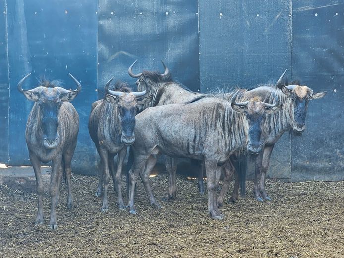BLOUWILDEBEES | SCHOEMAN BOERDERY