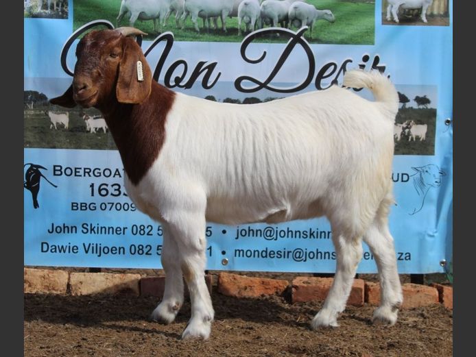 Ewes | Mon Desir Boergoats