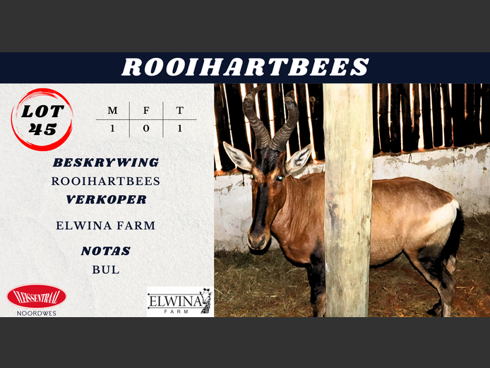 ROOIHARTBEES