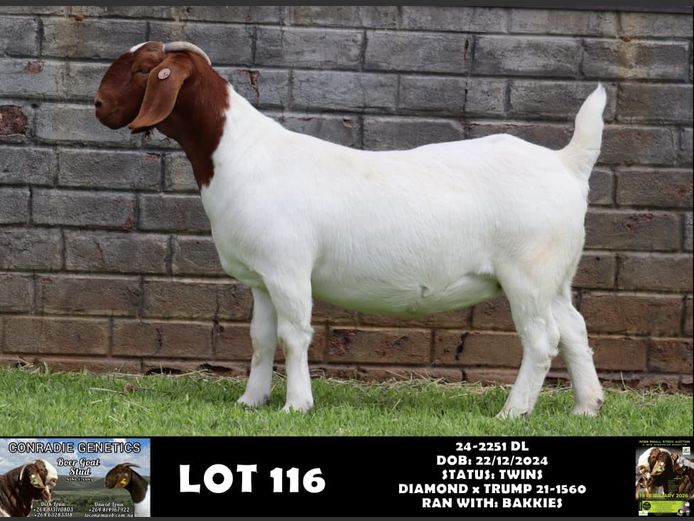 24-2251 DL | DAWID LOUW